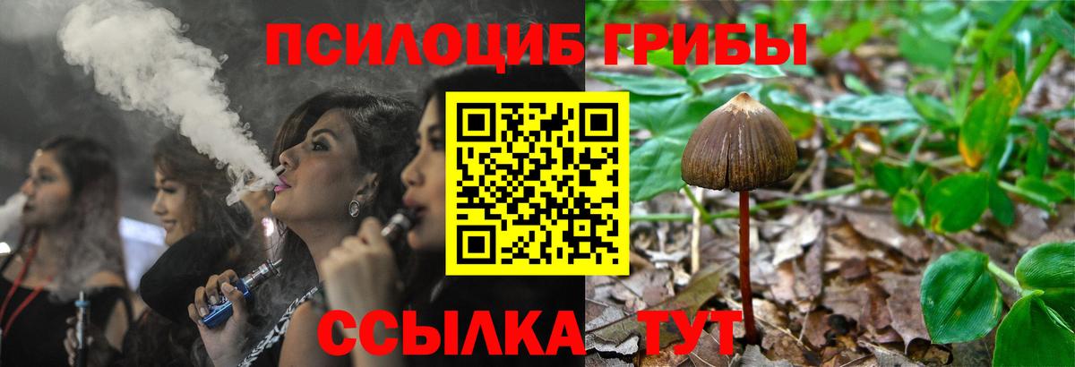 Псилоцибиновые грибы Psilocybe Серов